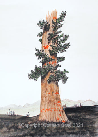 Sequoia Story Tree - 16x20 archival print